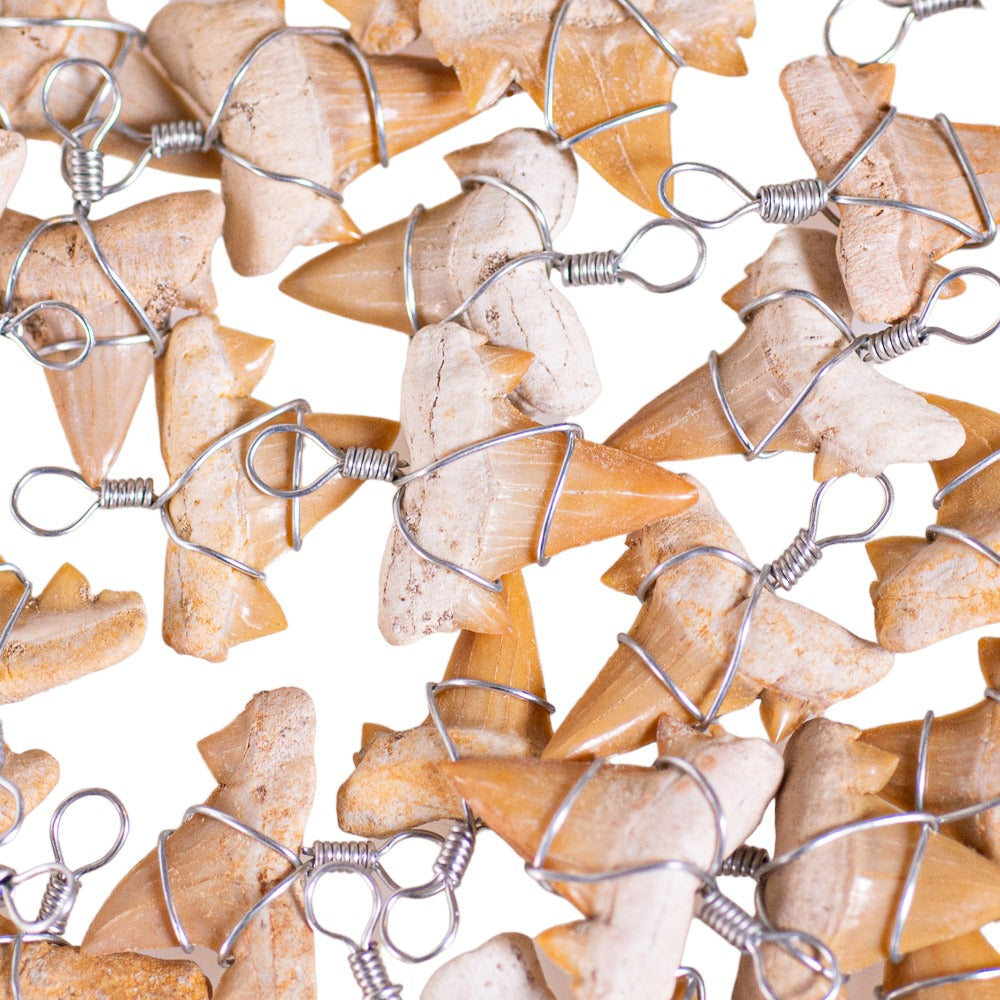 Fossil Shark Tooth on Brown Coconut & Puka Shell Beads Necklace (18" 2S)