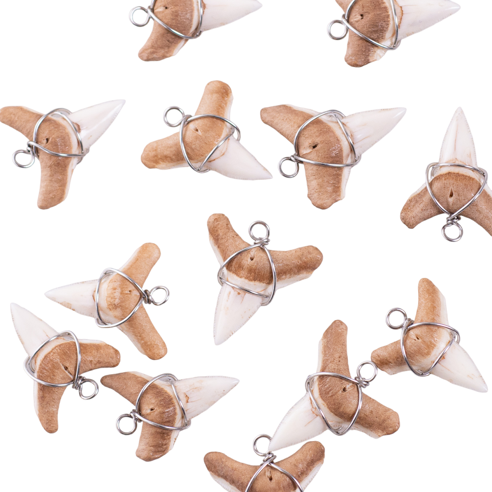 Shark Tooth on Puka Shell Beads Necklace (18" 3L)