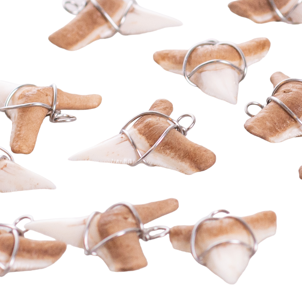 Shark Tooth on Puka Shell Beads Necklace (18" 3L)