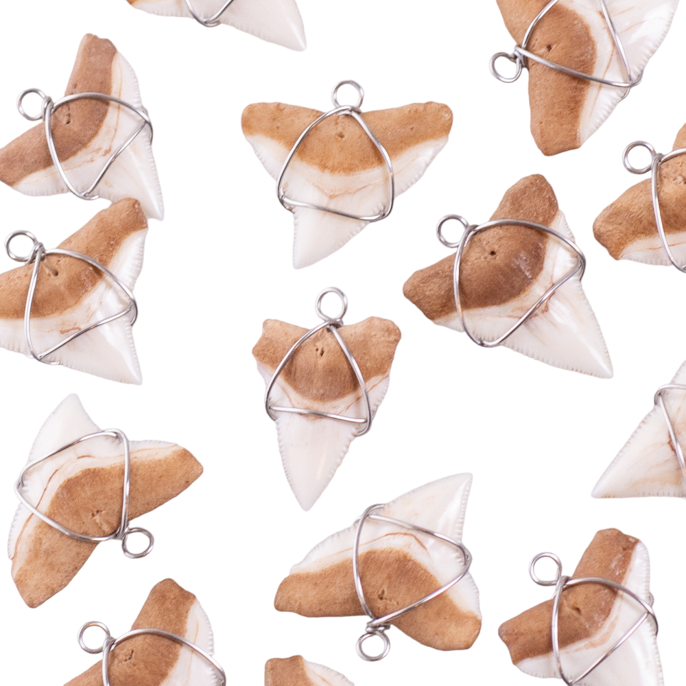 Shark Tooth on Puka Shell Beads Necklace (18" 3U)
