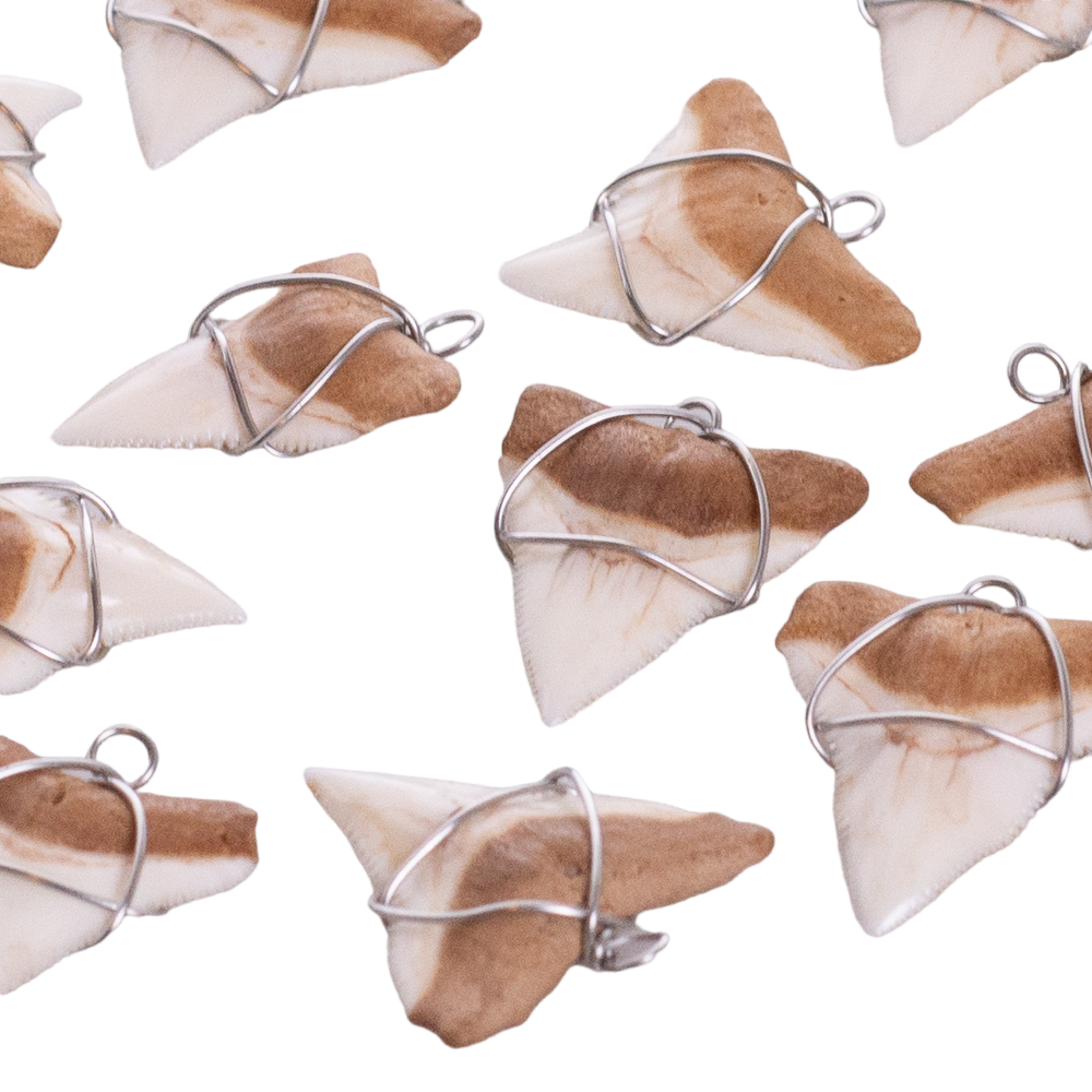Shark Tooth on Puka Shell Beads Necklace (18" 3U)